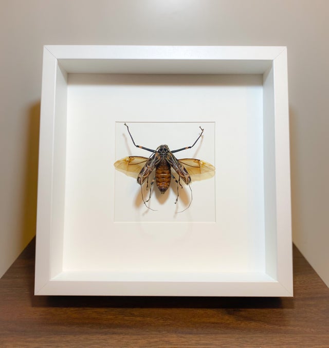 Other Insect Frames | Pinned Ptera