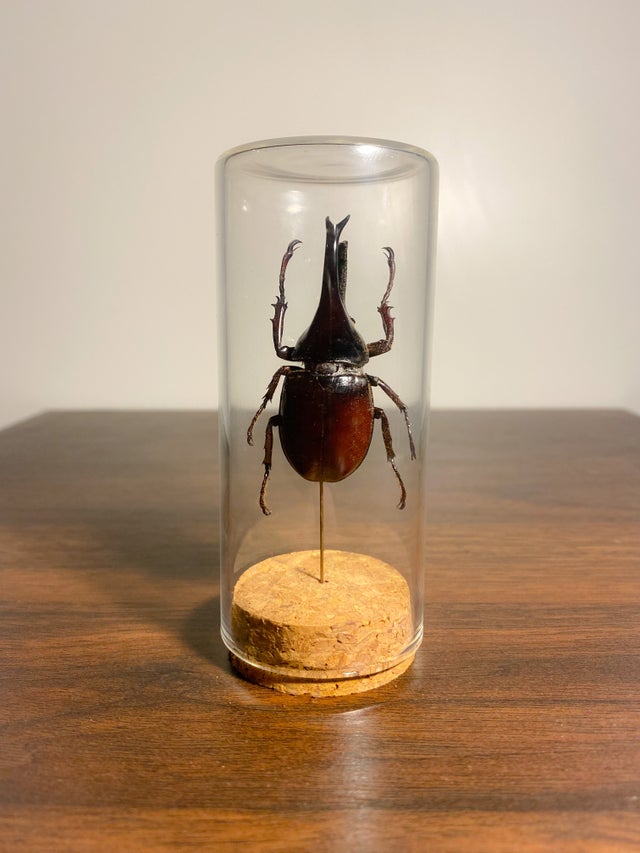Glass Display Pieces | Pinned Ptera
