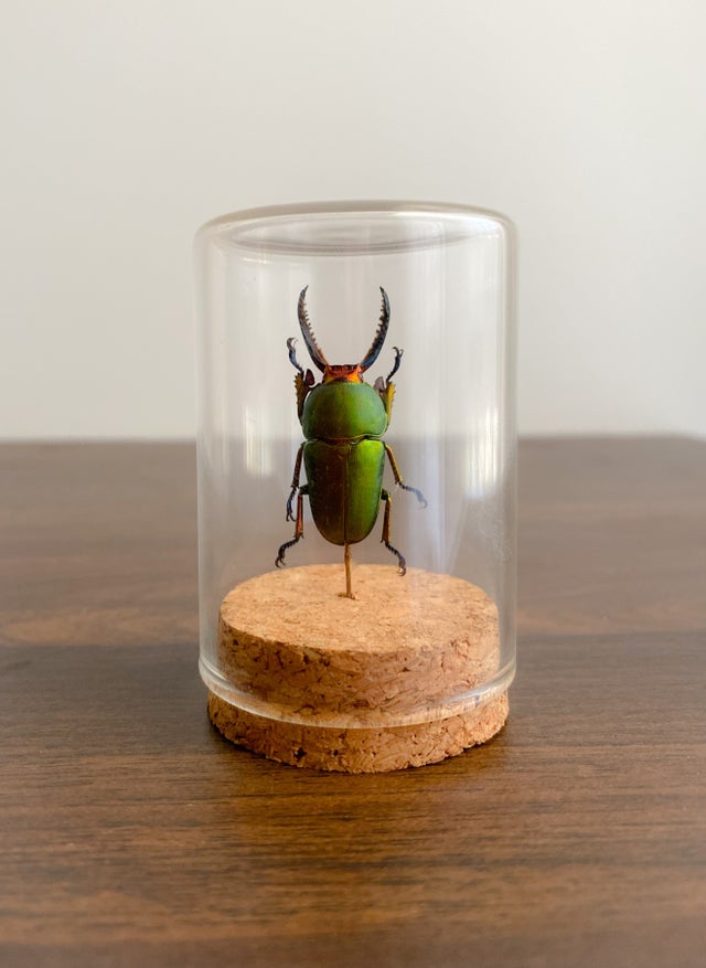 Glass Display Pieces | Pinned Ptera
