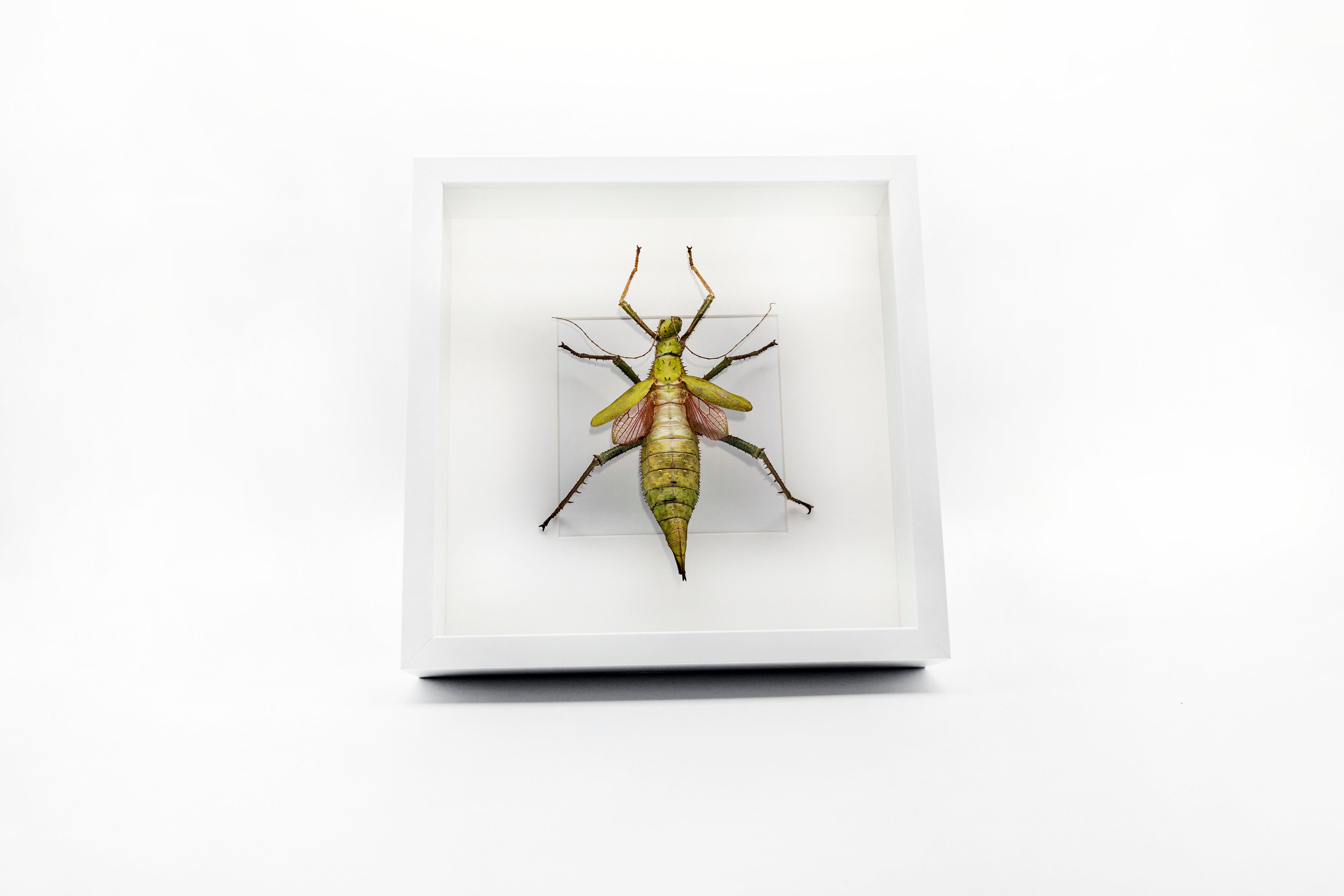 Heteropteryx Dilatata (Jungle Nymph) | Pinned Ptera (pa-Tera) 1