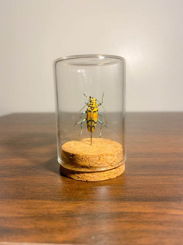Glass Display Pieces | Pinned Ptera