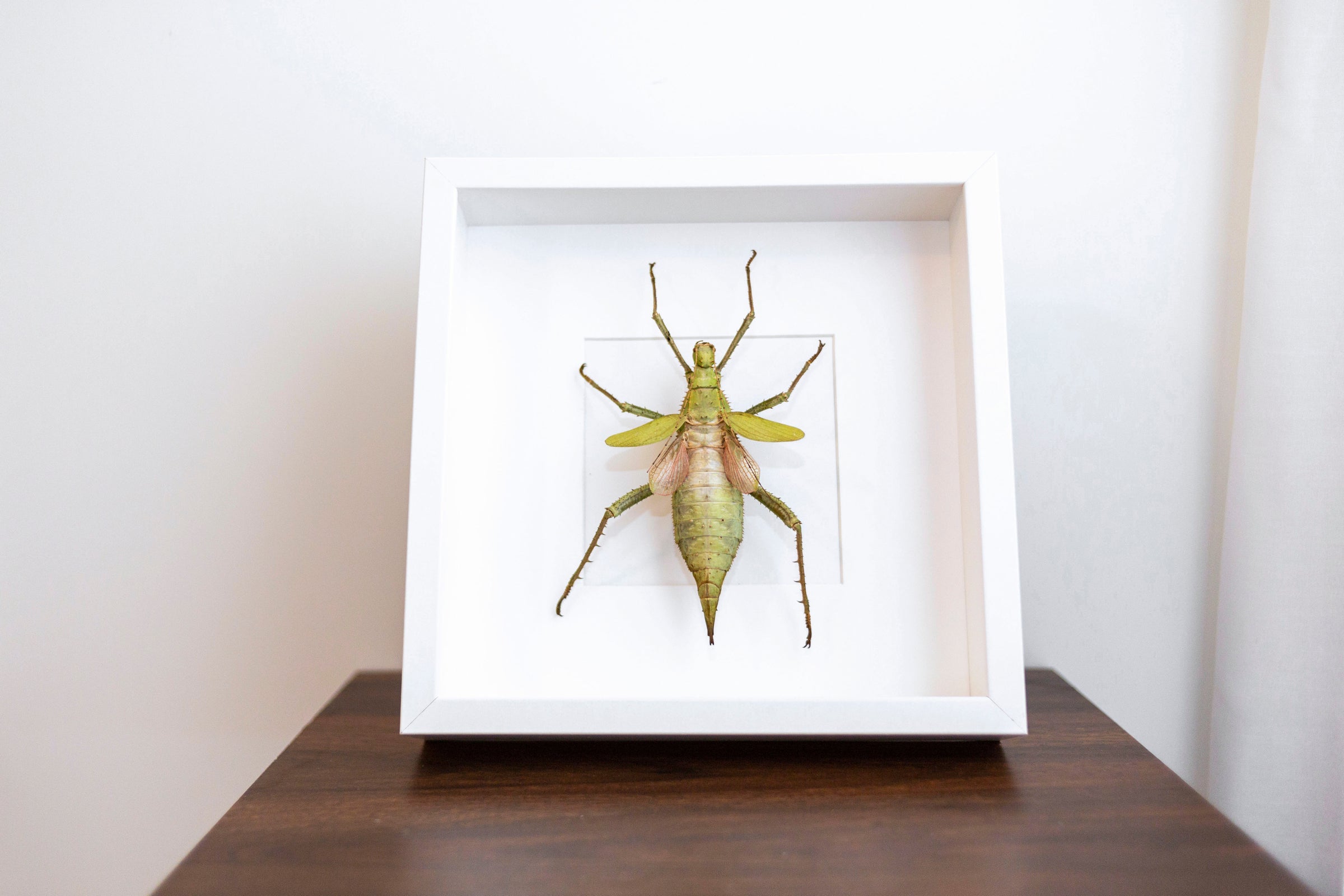 Heteropteryx Dilatata (Jungle Nymph) | Pinned Ptera (pa-Tera) 1