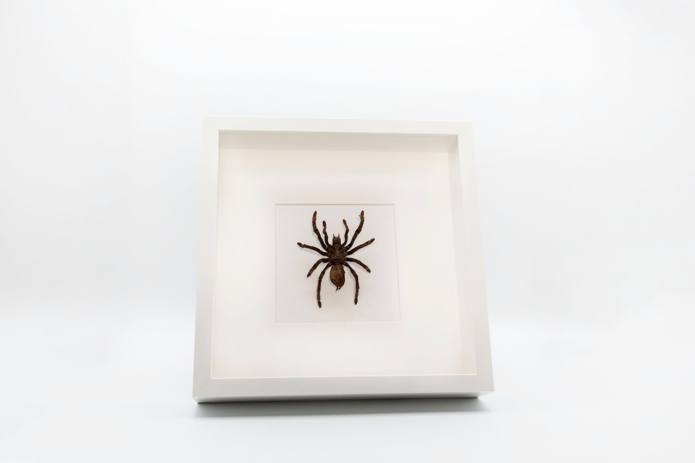 Eurypelma Spinicrus (Cocoa Tarantula) | Pinned Ptera (pa-Tera) 1