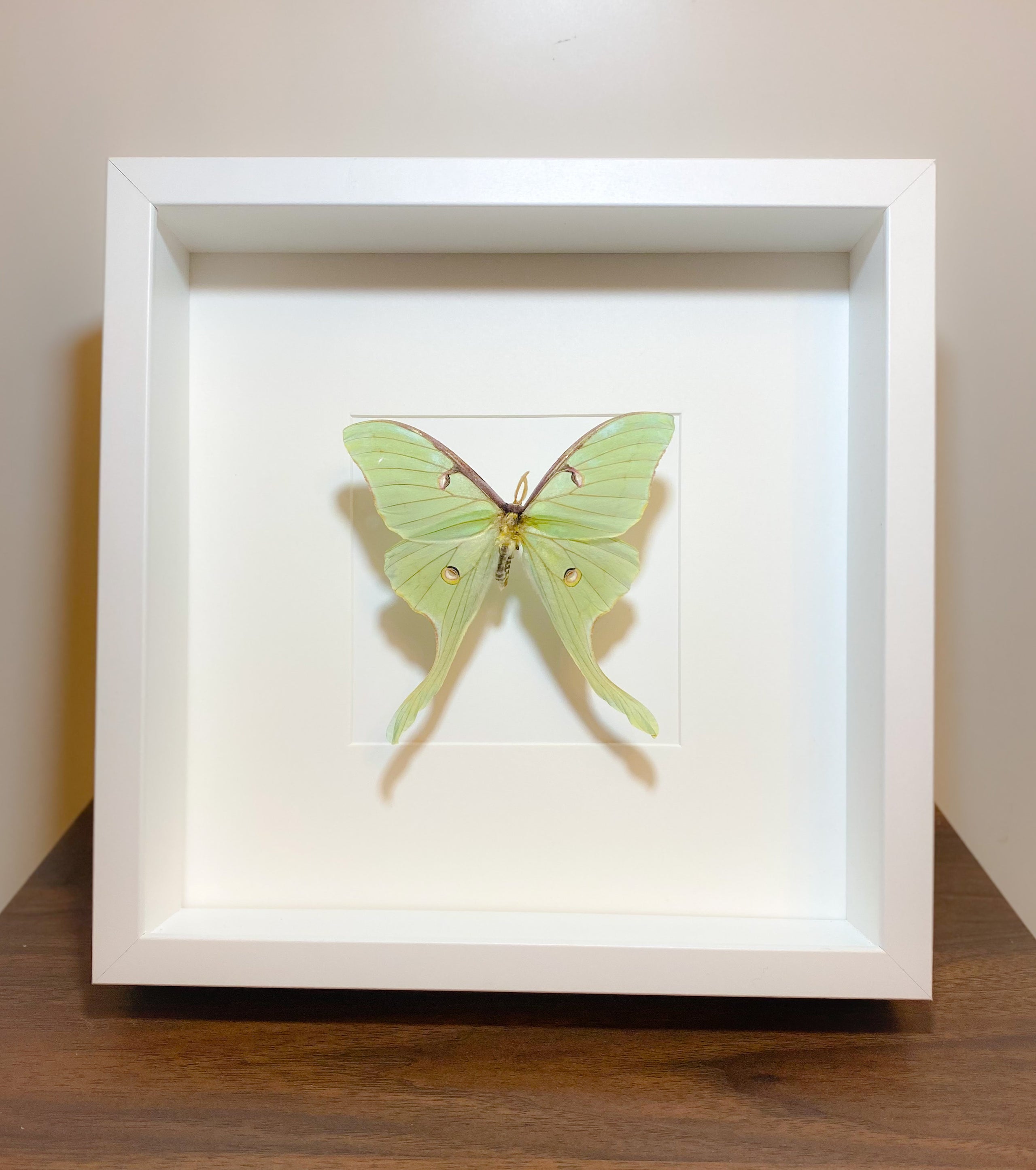 Framed Luna hotsell Moth