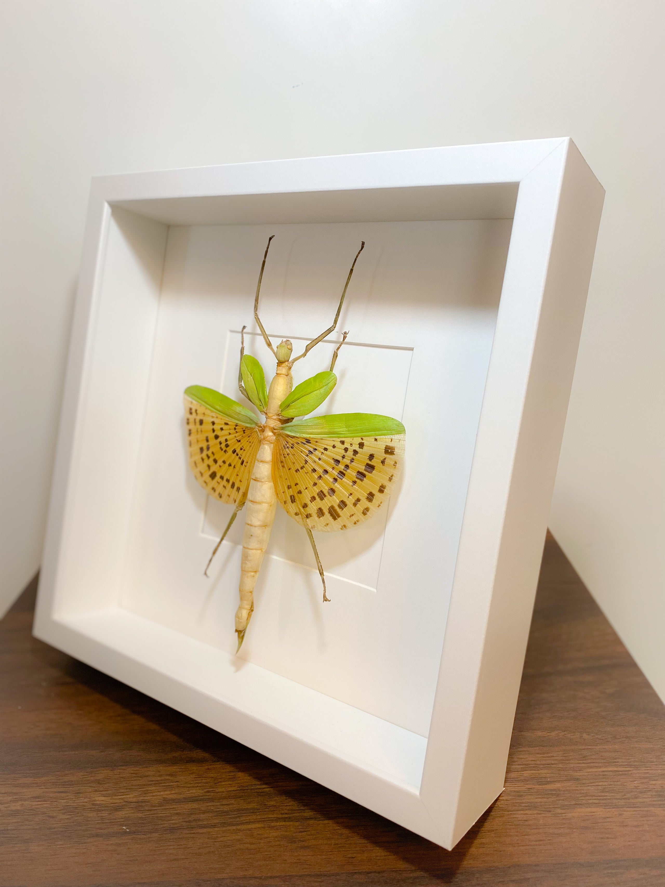 Giant Winged Walking Stick in fashion Box Frame (Paracyphocrania major)